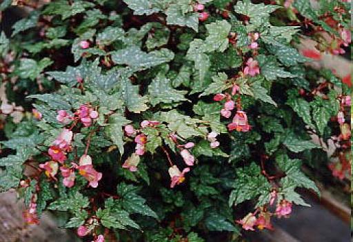 B. ‘Tamakasumi’